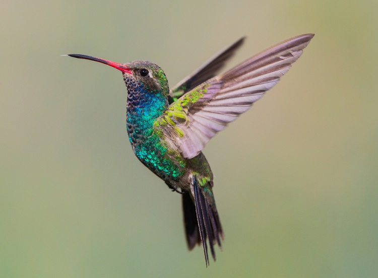 colibri.jpg